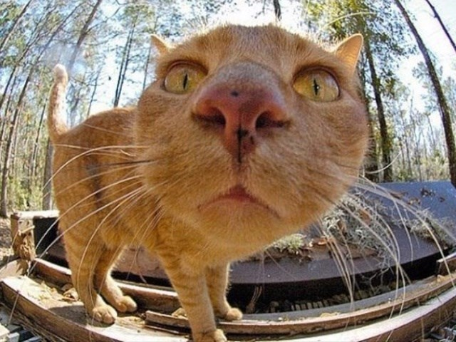 A nice ginger kittie kat in a forest.