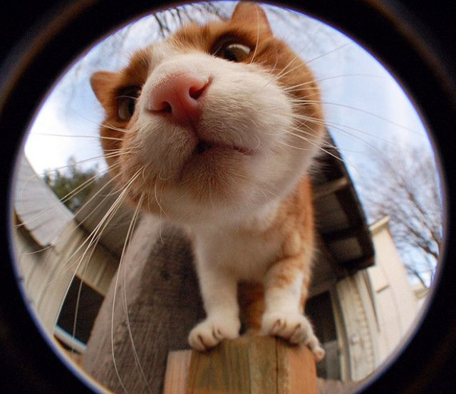 A feline, stood on a wooden pole.